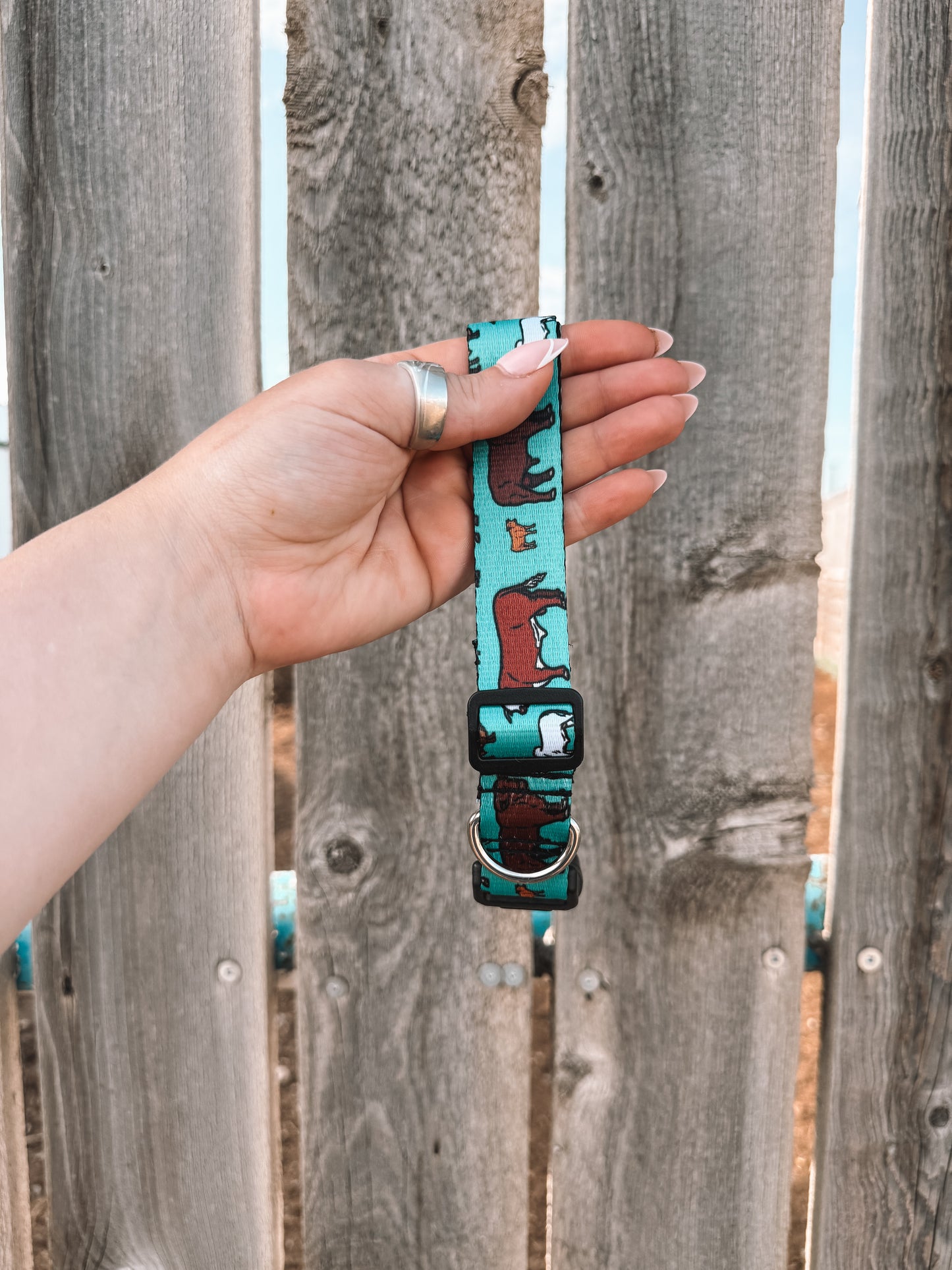 Cows Dog Collar