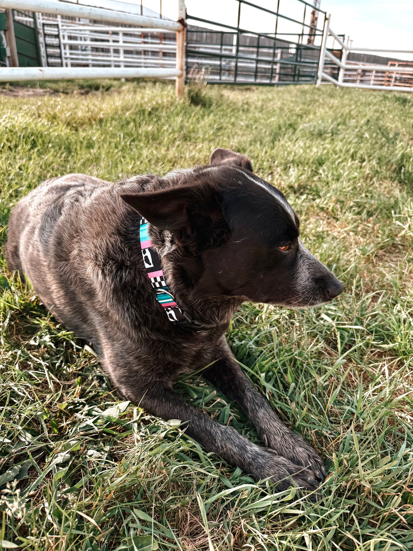 Multi Print Dog Collar